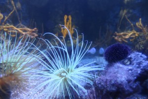 2016-04-07_la-rochelle_aquarium